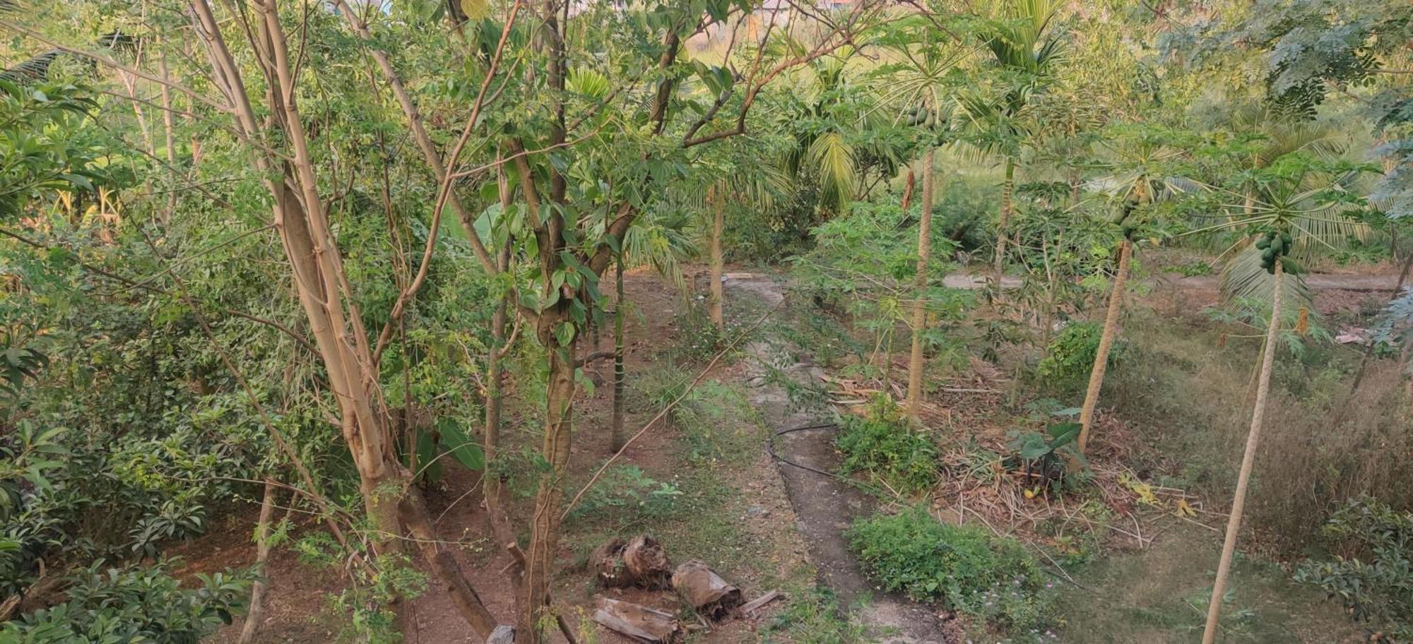 Gulmohar Cottages - Home Stay In Alībāg Eksteriør billede